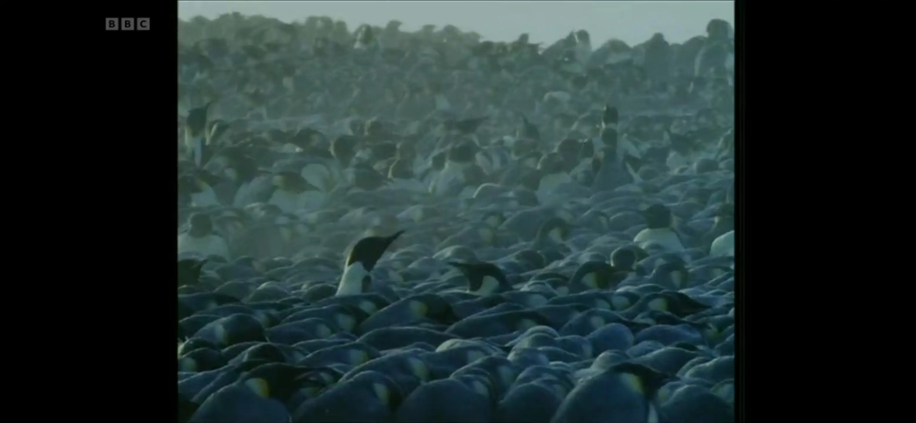 Emperor penguin (Aptenodytes forsteri) as shown in Life in the Freezer - The Bountiful Sea